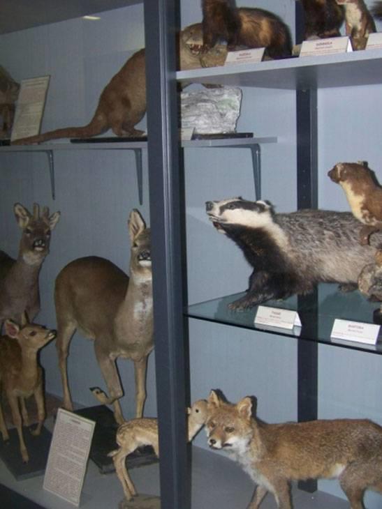 Museo di Scienze Naturali