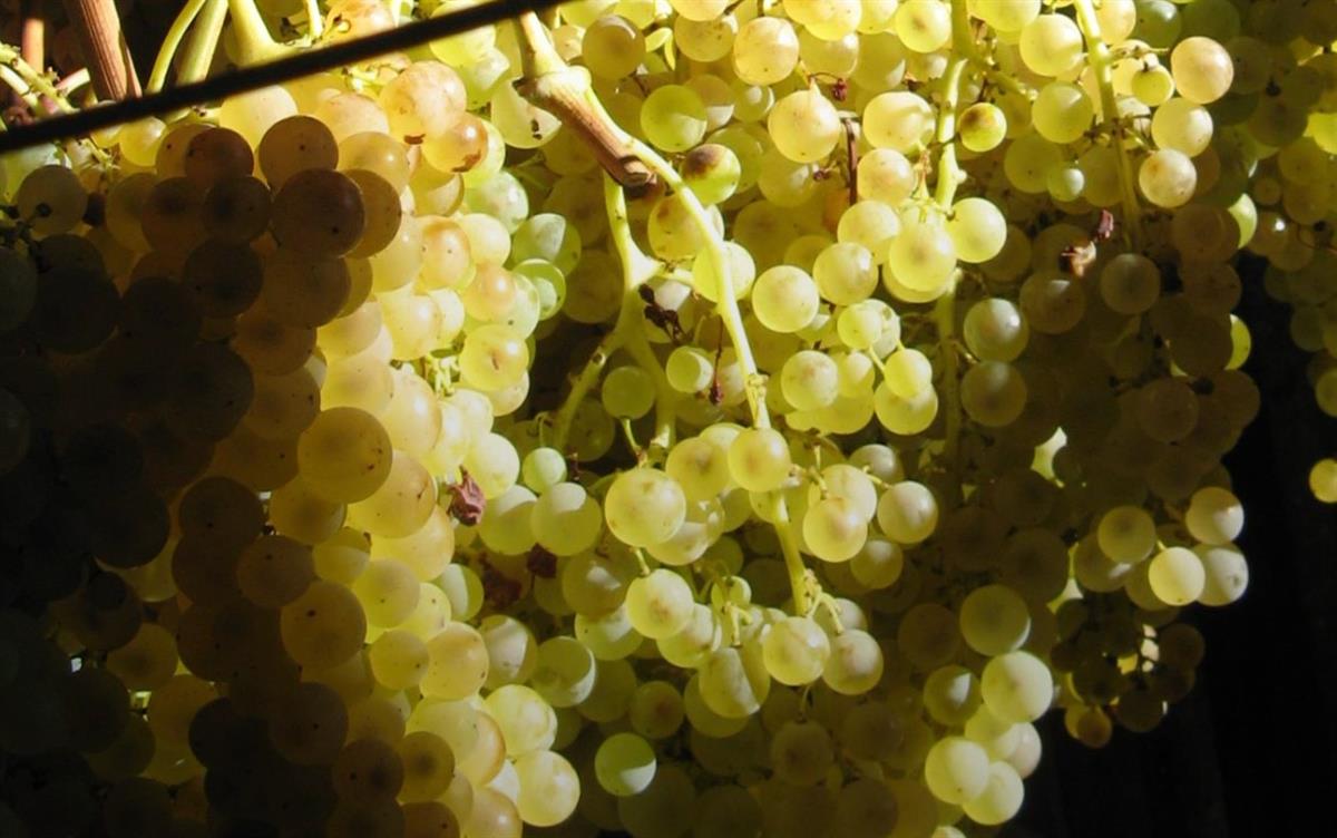 Azienda Agricola Balbi