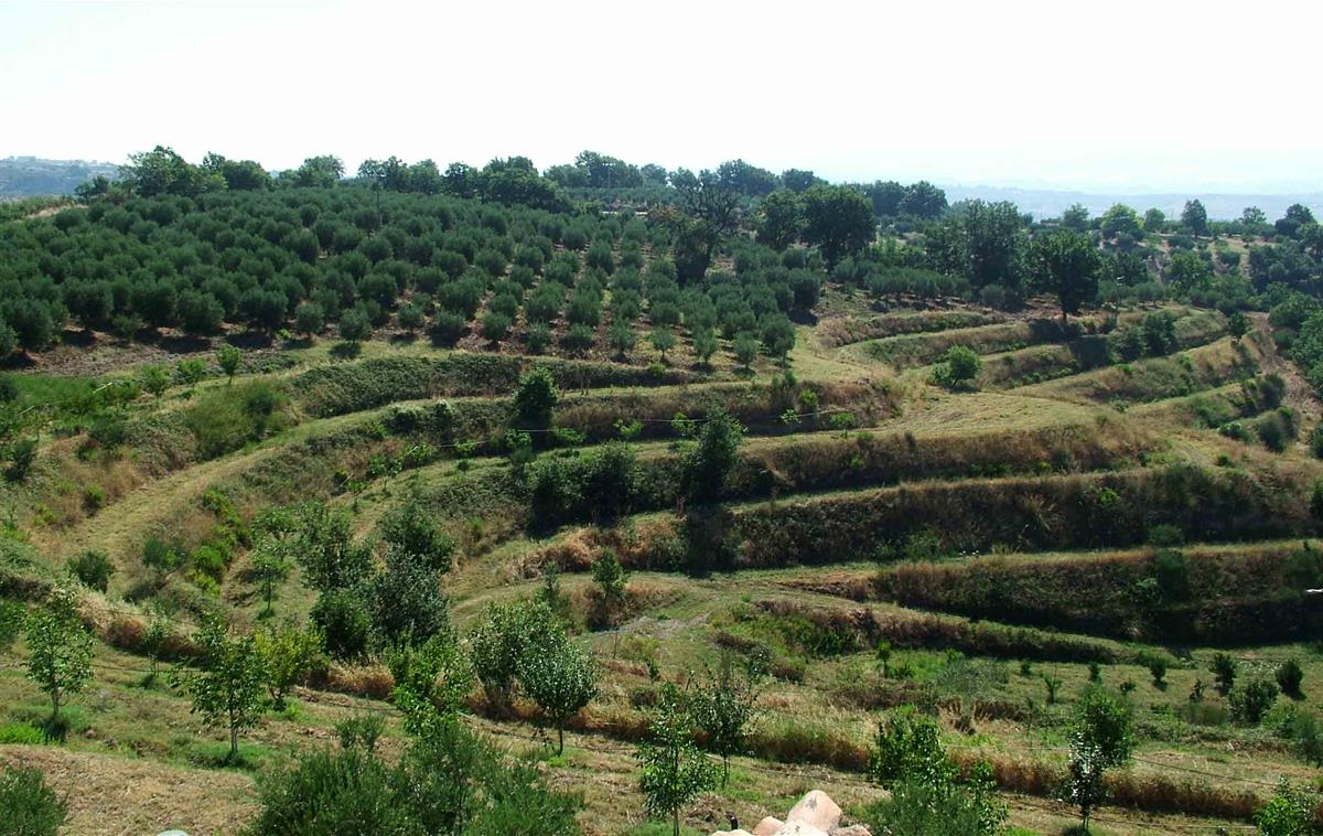 AZIENDA AGRITURISTICA LE FARNIE