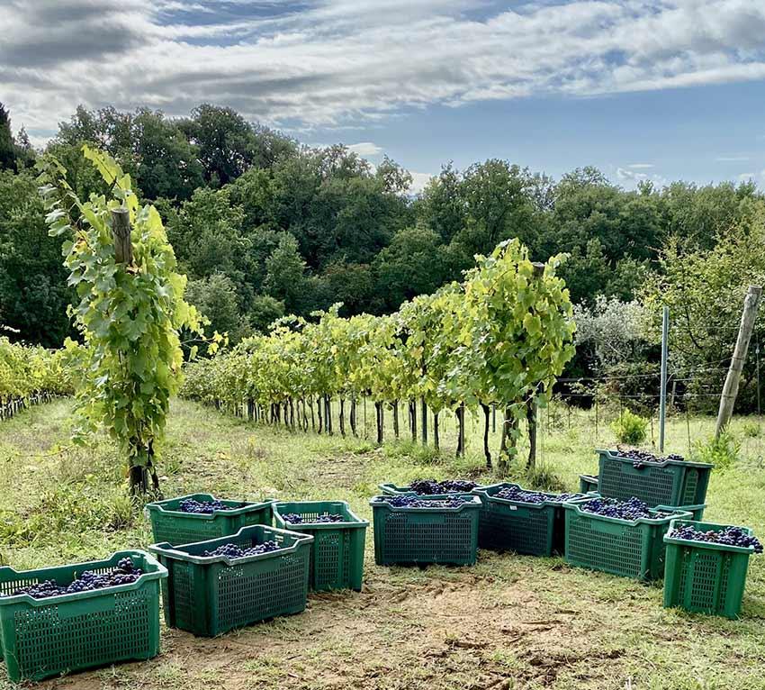 azienda agricola la Salceta