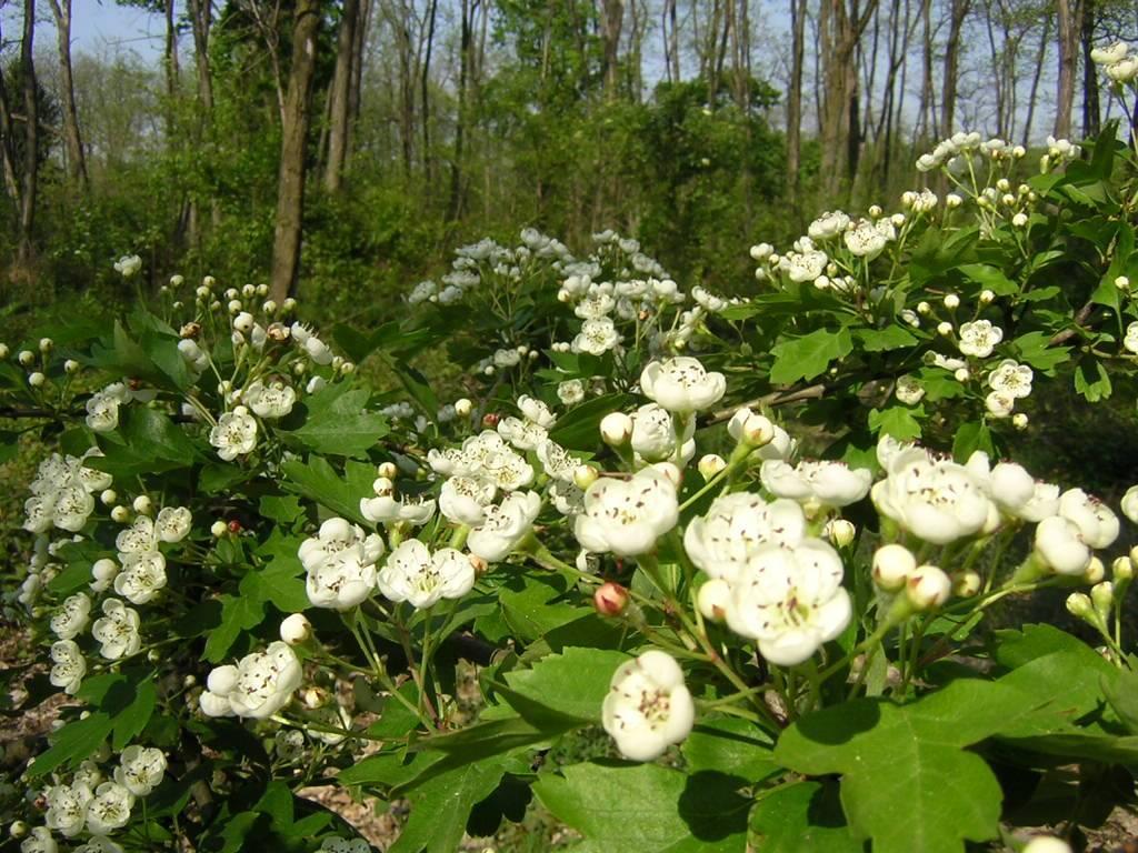 Oasi Bosco Villoresi