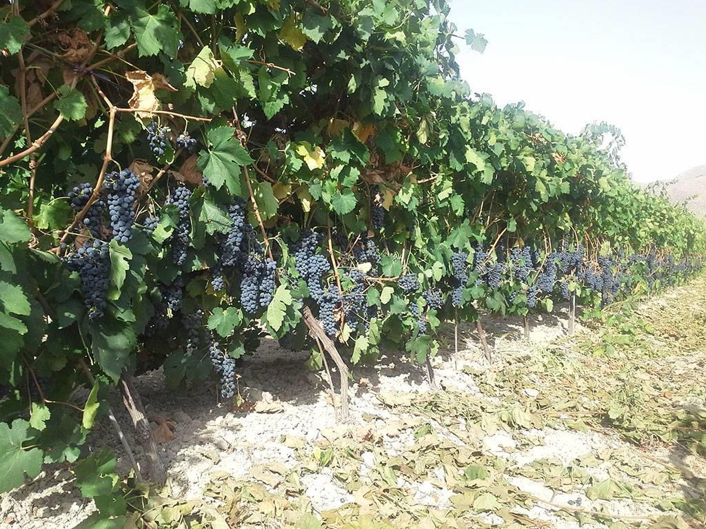 Azienda Agricola Baronia della Pietra