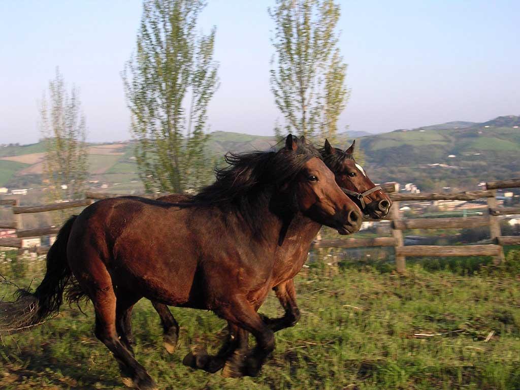 Agriturismo Monticino