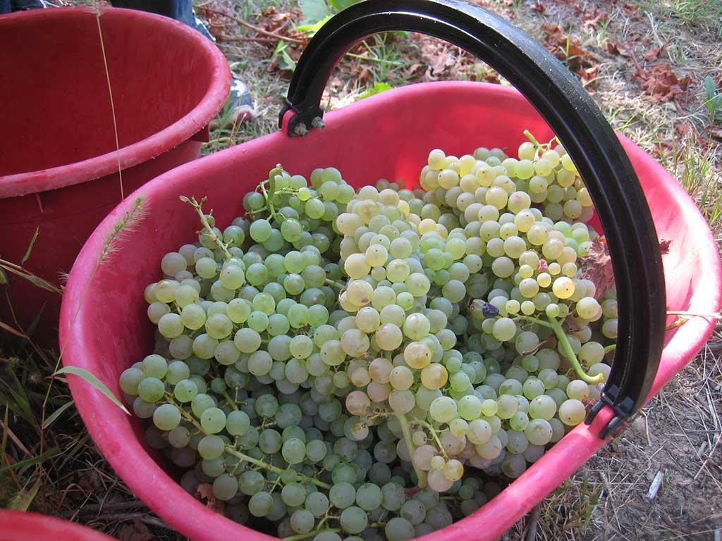 Azienda Agricola Neri Adriana