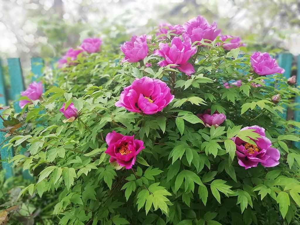 Centro Botanico Moutan Peonie
