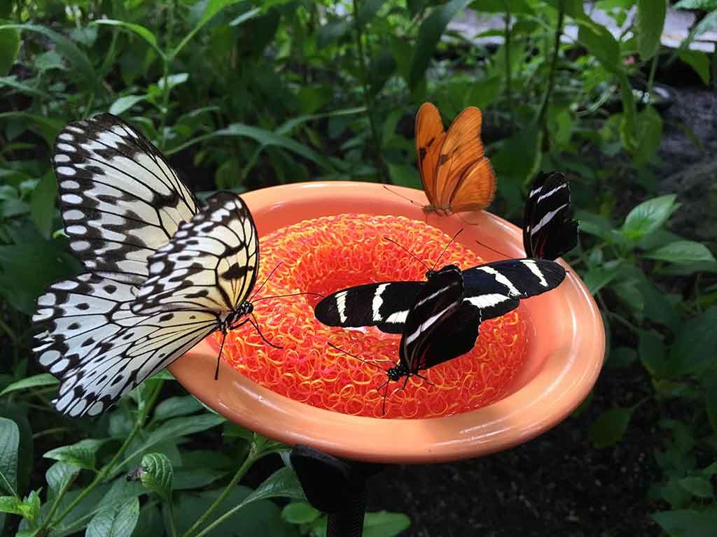 Museo Natura