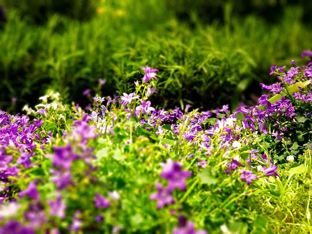 Orto Botanico Ancona