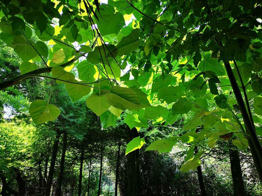 Orto Botanico