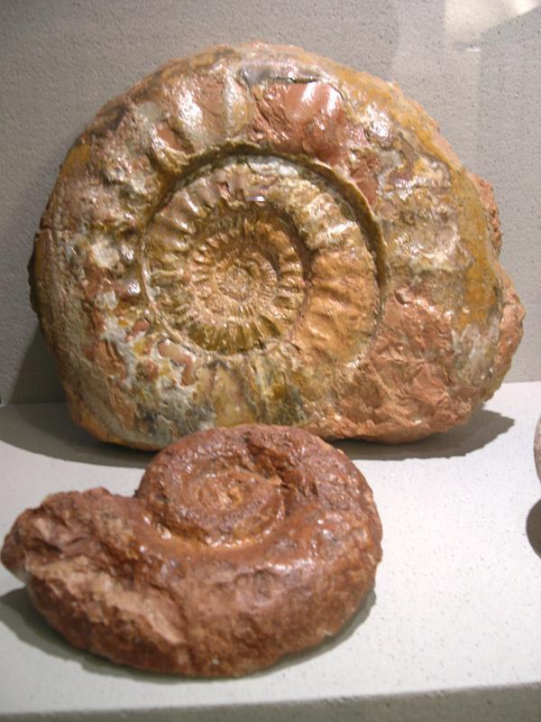 Museo del Fossile del Monte Baldo
