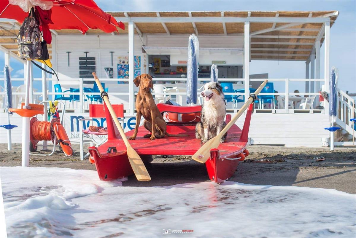 Tequila Dog Beach