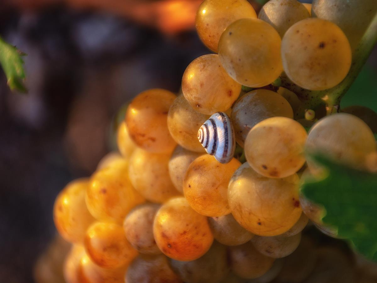 Azienda Vitivinicola Chessa