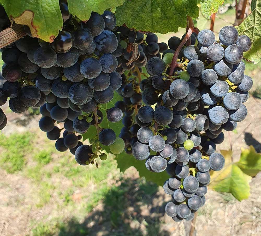 Azienda Agricola Arzenton M.