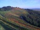 Colline dell'azienda vitivinicola Aquila del Torre